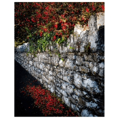 Print - Fuchsias Cascading over Stone Wall, Ballynacally, County Clare - Moods of Ireland