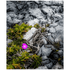 Print - Lone Wildflower in the Burren Limestone - James A. Truett - Moods of Ireland - Irish Art