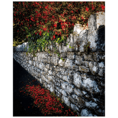 Print - Fuchsias Cascading over Stone Wall, Ballynacally, County Clare - Moods of Ireland