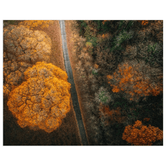 Print - Autumn in County Clare Woodland - Moods of Ireland