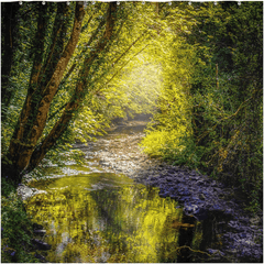 Shower Curtain - Sunrays through Canopy over Owenslieve River, County Clare - James A. Truett - Moods of Ireland - Irish Art