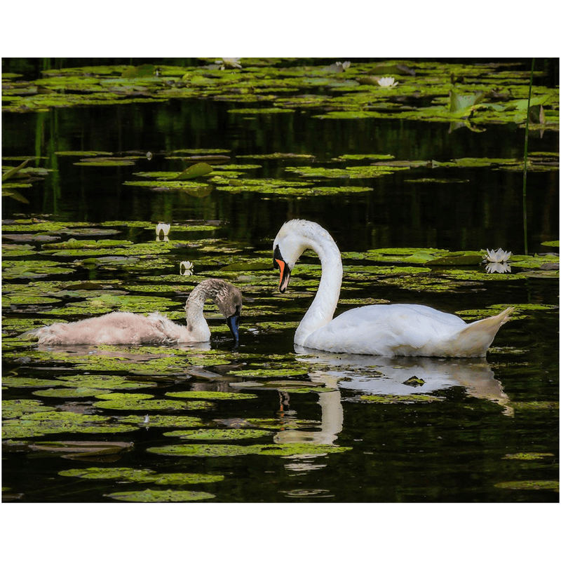 Print - Swan and Cygnet in Dromoland Lough, County Clare - James A. Truett - Moods of Ireland - Irish Art