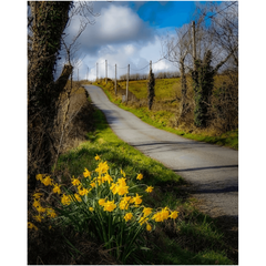 Print - Spring Daffodils under Blue Sky, County Clare - James A. Truett - Moods of Ireland - Irish Art