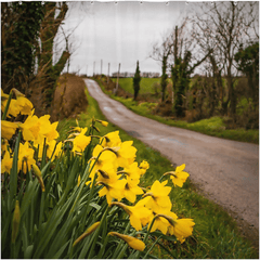 Shower Curtain - Irish Spring Daffodils on County Clare Country Road - James A. Truett - Moods of Ireland - Irish Art