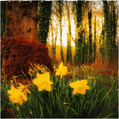 Shower Curtain - Spring Daffodils at Coole Park, County Galway, Ireland - James A. Truett - Moods of Ireland - Irish Art