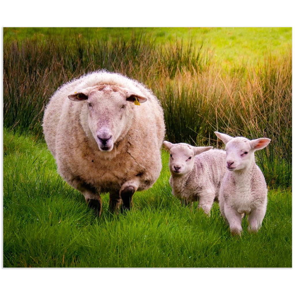 Print - Lambing Season in County Clare
