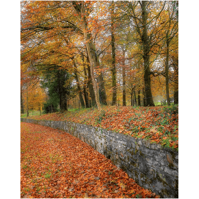 Print - Autumn Colours in Killimer, County Clare - James A. Truett - Moods of Ireland - Irish Art