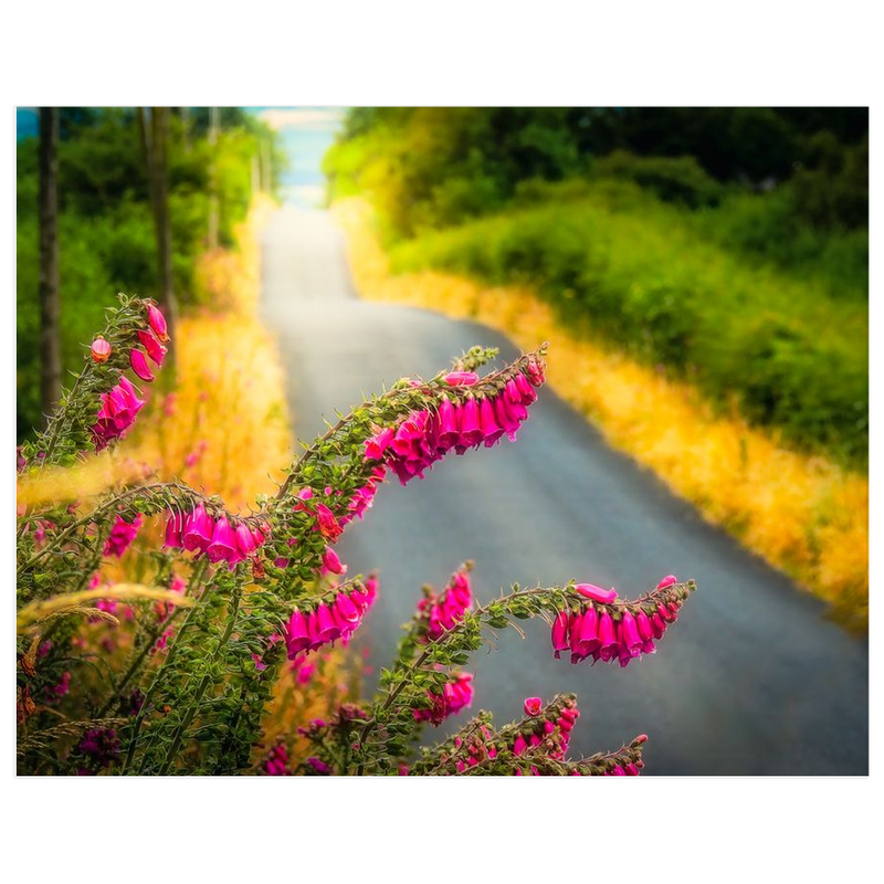 Print - Fairy Thimbles on the Road to Lissycasey, County Clare - James A. Truett - Moods of Ireland - Irish Art