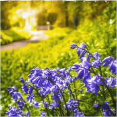 Shower Curtain - Irish Bluebells in Spring Sun, County Clare - James A. Truett - Moods of Ireland - Irish Art