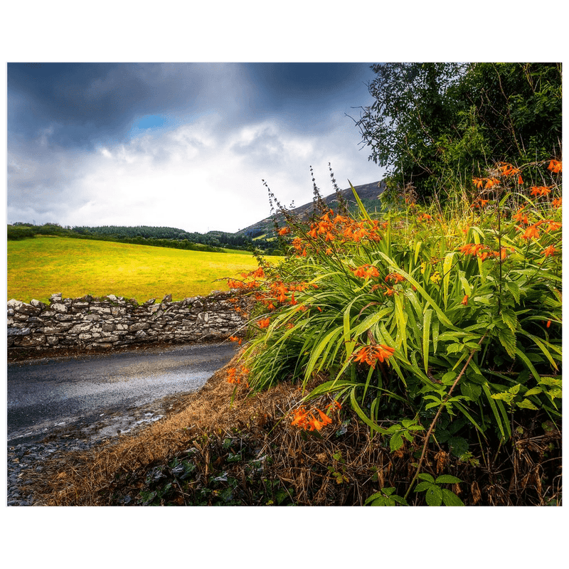 Print - Wild Montbretia in the County Tipperary Countryside - Moods of Ireland