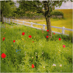 Shower Curtain - Poppy Field in Ballynacally, County Clare - James A. Truett - Moods of Ireland - Irish Art