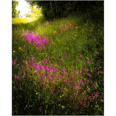 Print - Roadside Wildflowers in County Clare, Ireland - James A. Truett - Moods of Ireland - Irish Art