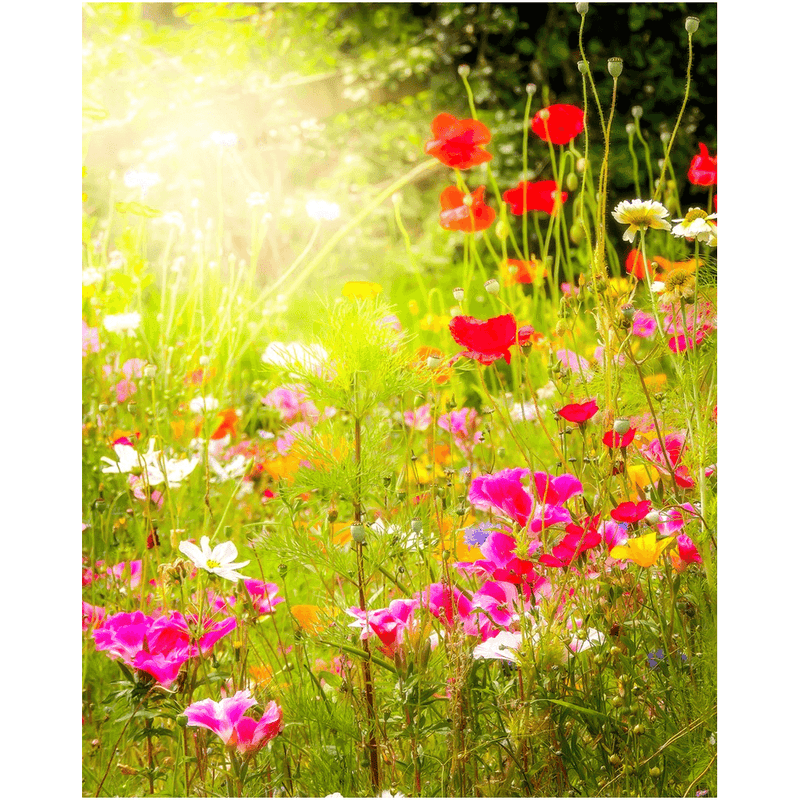 Print - Wildflower Chorus Serenading the Sun, County Clare - James A. Truett - Moods of Ireland - Irish Art