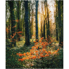 Shower Curtain - Afternoon Sun in Trees, Coole Park, County Galway - James A. Truett - Moods of Ireland - Irish Art