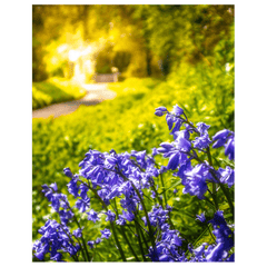 Print - Irish Bluebells in Spring Sun, County Clare - James A. Truett - Moods of Ireland - Irish Art