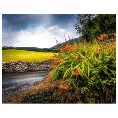 Print - Wild Montbretia in the County Tipperary Countryside - Moods of Ireland