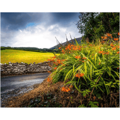 Print - Wild Montbretia in the County Tipperary Countryside - Moods of Ireland