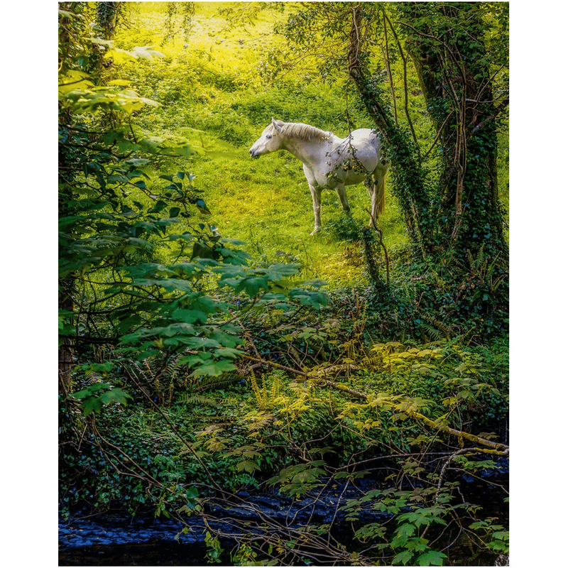 Print - White Horse in 40 Shades of Green, County Clare - James A. Truett - Moods of Ireland - Irish Art