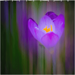 Shower Curtain - Irish Spring Crocus at Coole Park, County Galway - James A. Truett - Moods of Ireland - Irish Art