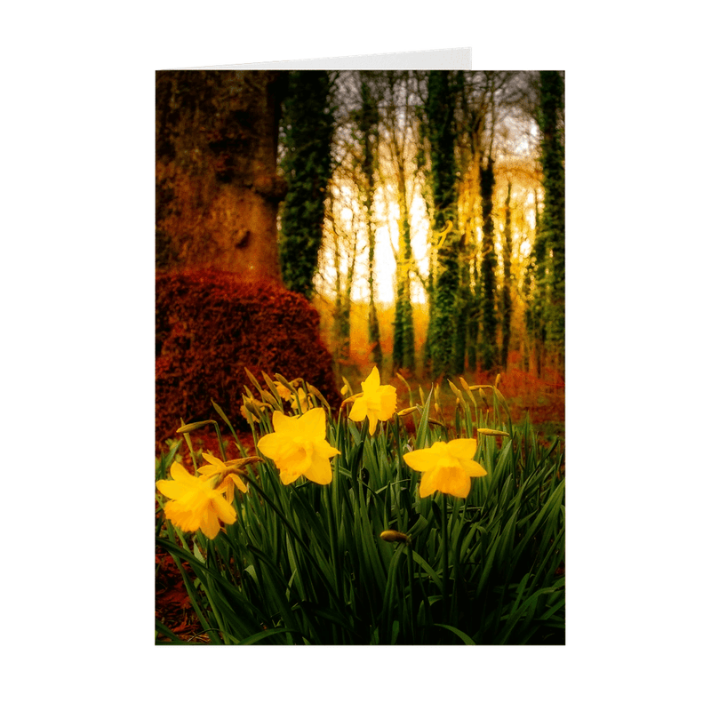 Folded Note Cards - Spring Daffodils at Coole Park, County Galway, Ireland - James A. Truett - Moods of Ireland - Irish Art