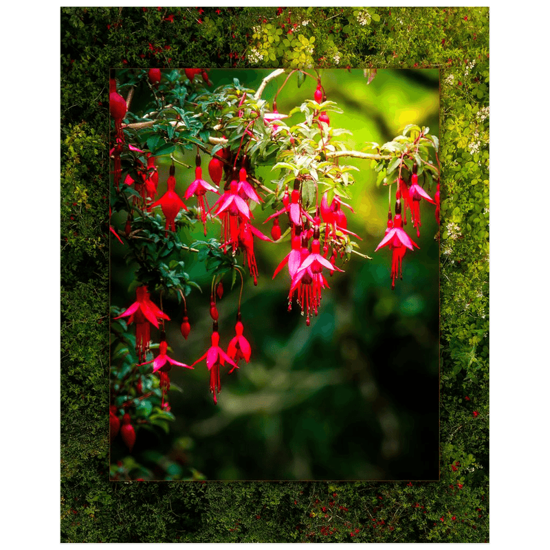 Print - Vibrant Fuchsias on a Hillside, County Clare - James A. Truett - Moods of Ireland - Irish Art