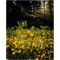 Print - Merry Meadow of Buttercups, County Clare - James A. Truett - Moods of Ireland - Irish Art