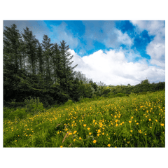 Print - Field of Buttercups in Spring, County Clare - James A. Truett - Moods of Ireland - Irish Art