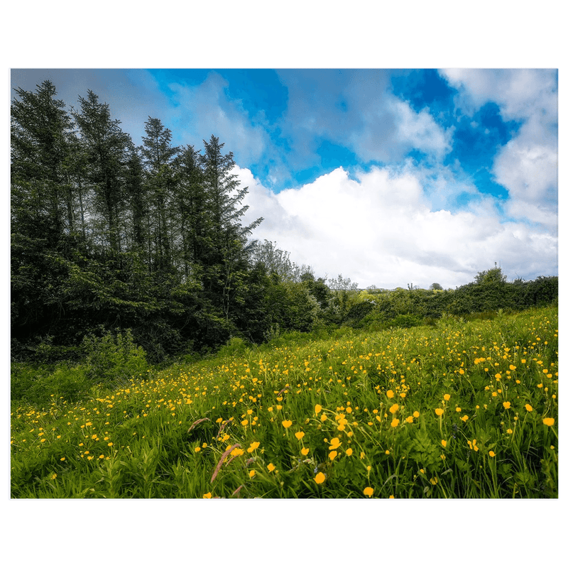 Print - Field of Buttercups in Spring, County Clare - James A. Truett - Moods of Ireland - Irish Art