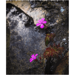 Shower Curtain - Spring Wildflowers Emerging from Stone, County Clare - James A. Truett - Moods of Ireland - Irish Art