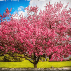 Shower Curtain - Cherry Blossom Explosion, Ennis, County Clare - James A. Truett - Moods of Ireland - Irish Art