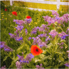 Shower Curtain - Wildflower Meadow at Ballynacally, County Clare - James A. Truett - Moods of Ireland - Irish Art