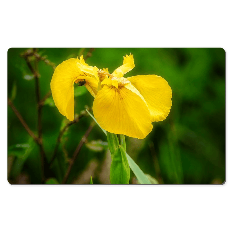 Desk Mat - Fabulous Irish Flag Iris (Feileastram) Wildflowers, County Clare - James A. Truett - Moods of Ireland - Irish Art