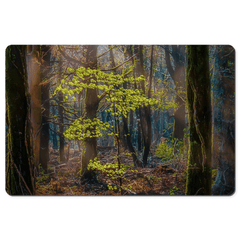 Desk Mat - Misty Irish Spring Forest in Coole Park, County Galway - James A. Truett - Moods of Ireland - Irish Art