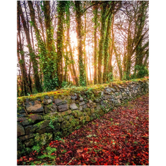 Print - Winter Sun at Newhall Estate, County Clare