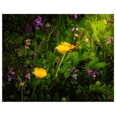 Print - Buttercups and other Wildflowers, County Clare - James A. Truett - Moods of Ireland - Irish Art
