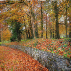 Shower Curtain - Autumn Colours in Killimer, County Clare - James A. Truett - Moods of Ireland - Irish Art