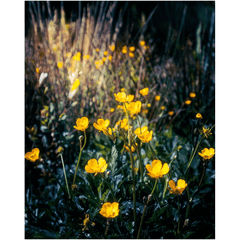Print - Buttercups in the Irish Countryside - James A. Truett - Moods of Ireland - Irish Art