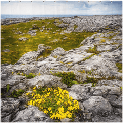 Shower Curtain - Gorse in the Rugged Burren Limestone - James A. Truett - Moods of Ireland - Irish Art