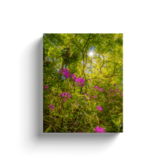 Canvas Wrap - Sun rays and Rhododendrons in Paradise, County Clare - James A. Truett - Moods of Ireland - Irish Art
