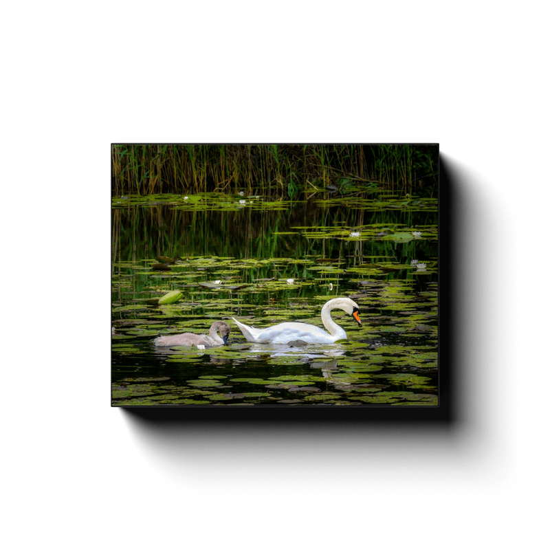 Canvas Wrap - Cygnet following Swan in Dromoland Lough, County Clare - James A. Truett - Moods of Ireland - Irish Art