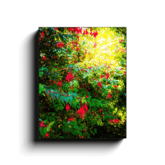 Canvas Wrap - Wild Fuchsias Frollicking in the County Clare Countryside - James A. Truett - Moods of Ireland - Irish Art