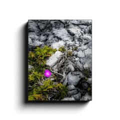 Canvas Wrap - Lone Wildflower in the Burren Limestone - James A. Truett - Moods of Ireland - Irish Art