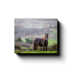 Canvas Wrap - Horse in the Irish Mist, County Clare - James A. Truett - Moods of Ireland - Irish Art