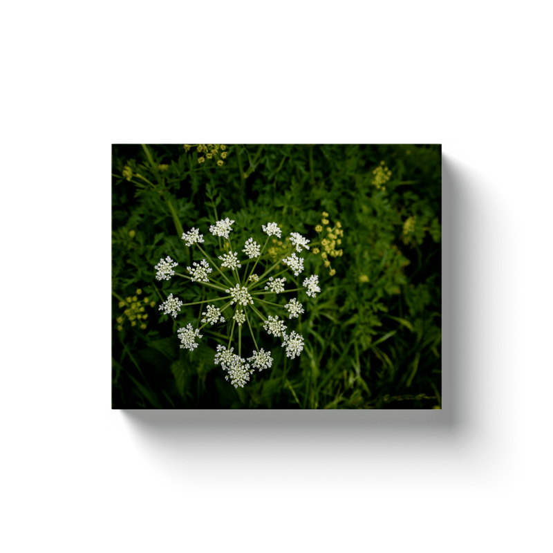 Canvas Wrap - Water-Dropwort Hemlock in County Clare - James A. Truett - Moods of Ireland - Irish Art