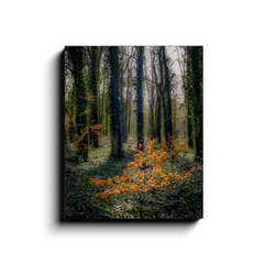 Canvas Wrap - In the Seven Woods at Coole Park Canvas Wrap Moods of Ireland 16x20 inch 