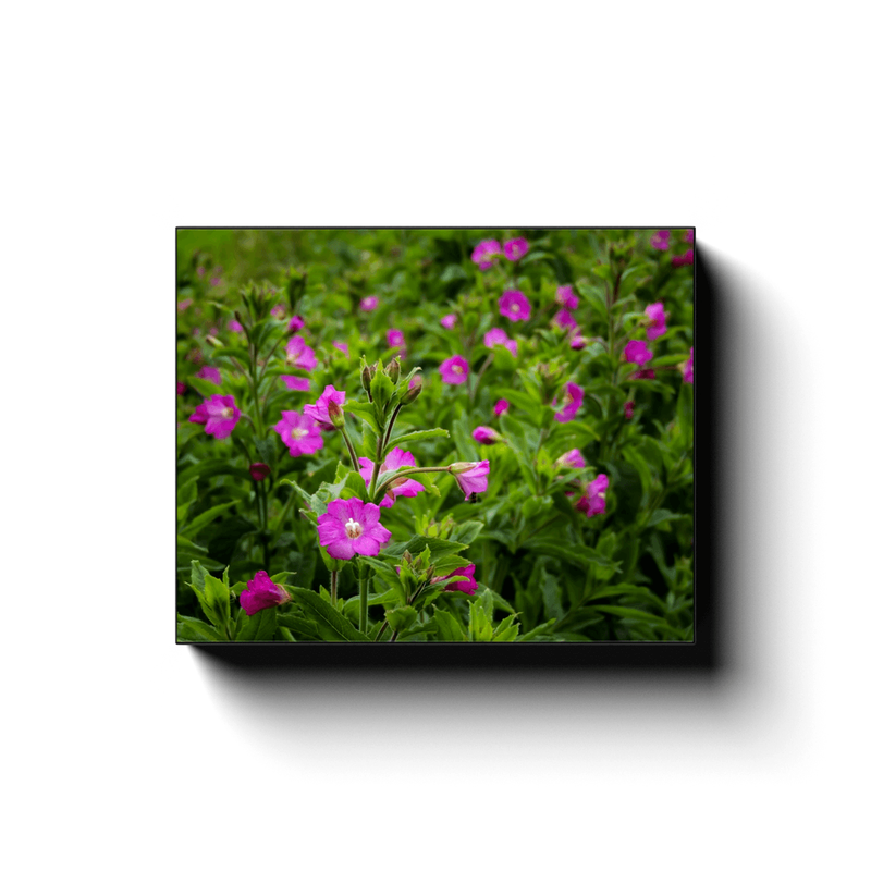 Canvas Wrap - Great Willowherb Blossoms in the Irish Countryside - James A. Truett - Moods of Ireland - Irish Art