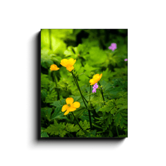Canvas Wrap - Wildflowers in Filtered Sunlight, Ballylee, County Galway - James A. Truett - Moods of Ireland - Irish Art