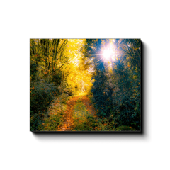 Canvas Wrap - Woodland Path through Paradise, County Clare, Ireland - James A. Truett - Moods of Ireland - Irish Art