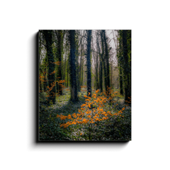 Canvas Wrap - In the Seven Woods at Coole Park Canvas Wrap Moods of Ireland 20x24 inch 