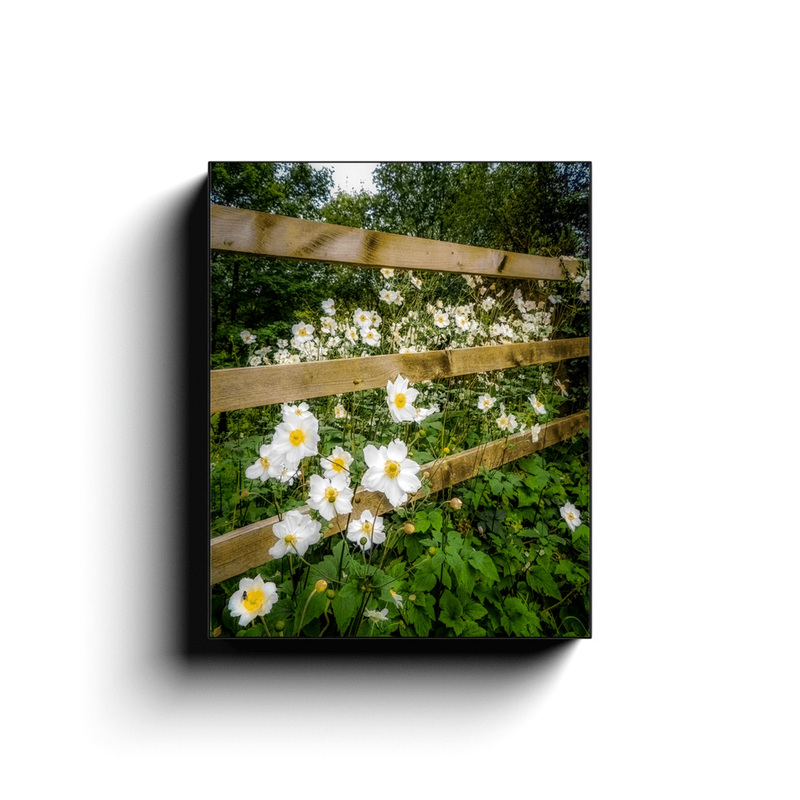 Canvas Wrap - Japanese Anemones in the Irish Countryside - James A. Truett - Moods of Ireland - Irish Art